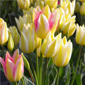Tulip (Border) 'Antoinette' Loose Per 10 Bulbs.